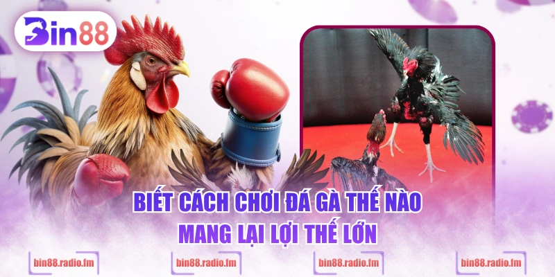 Biết cách chơi đá gà thế nào mang lại lợi thế lớn