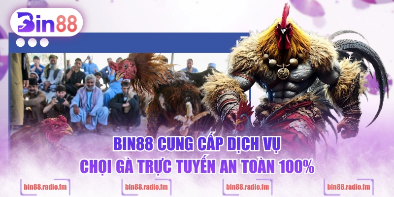 BIN88 cung cấp dịch vụ chọi gà trực tuyến an toàn 100%