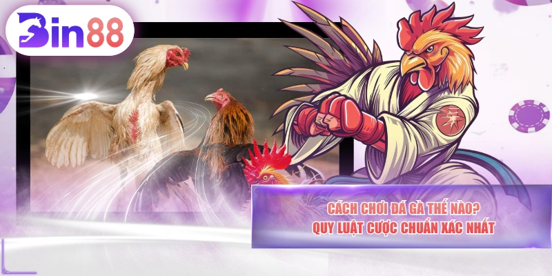 Cách Chơi Đá Gà Thế Nào? Quy Luật Cược Chuẩn Xác Nhất