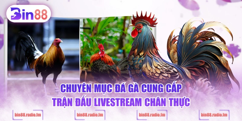 Chuyên mục đá gà cung cấp trận đấu livestream chân thực