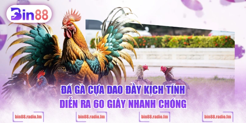 Đá gà cựa dao đầy kịch tính, diễn ra 60 giây nhanh chóng