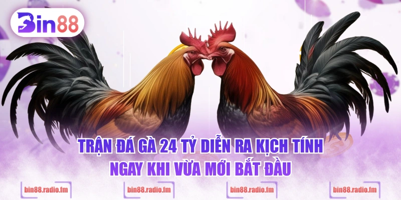 Trận đá gà 24 tỷ diễn ra kịch tính ngay khi vừa mới bắt đầu