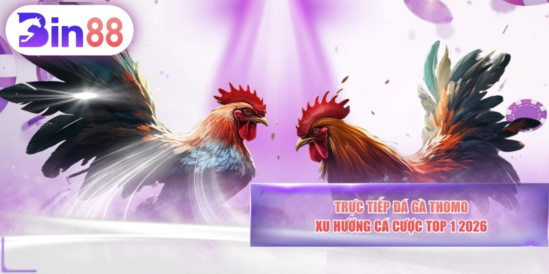 Trực Tiếp Đá Gà Thomo - Xu Hướng Cá Cược Top 1 2026