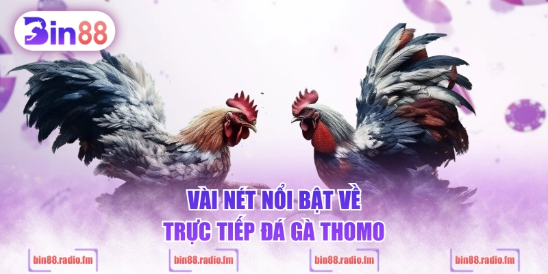 Vài nét nổi bật về Trực Tiếp Đá Gà Thomo